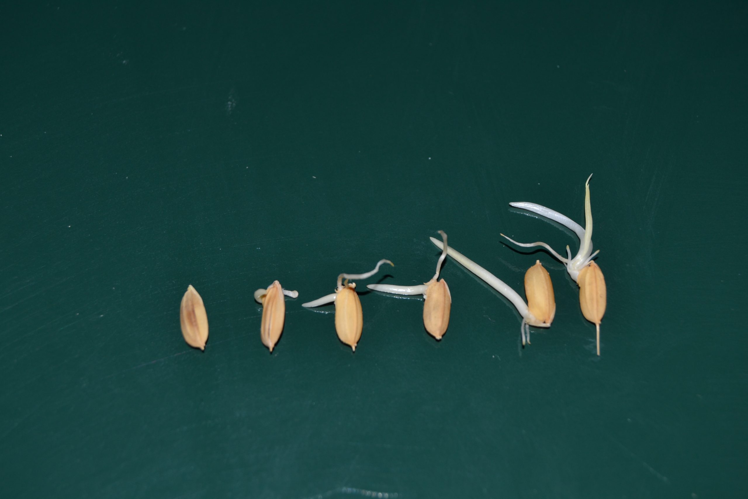 germinating grain gluten free beer eckert california