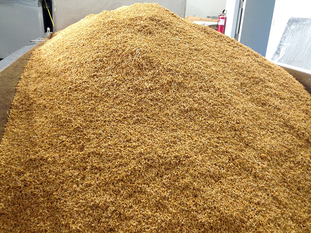 gluten free organic malt roasting home brewing eckert california