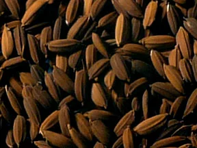 Dark Rice Malt