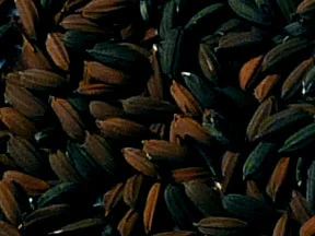 Gas Hog Rice Malt