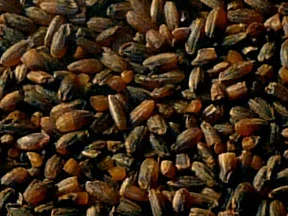 James’ Brown Rice Malt