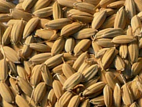 Pale Rice Malt