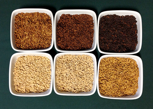 roasting malting california grains gluten free beer